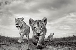 On the Move by Anup Shah - Limited Edition on Paper sized 28x19 inches. Available from Whitewall Galleries