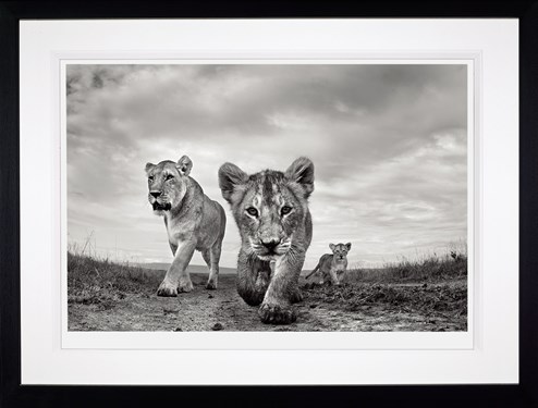 On the Move by Anup Shah - Framed Limited Edition on Paper