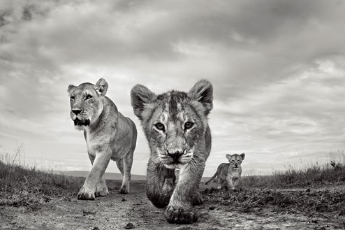 On the Move by Anup Shah - Limited Edition on Paper